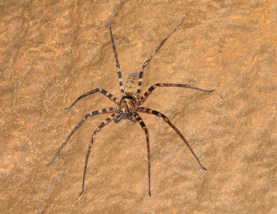 Пауки Тайланда