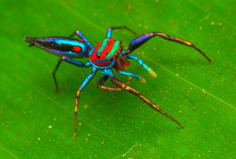 Chrysilla Lauta паук
