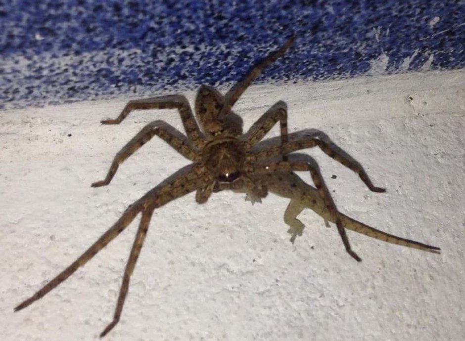 Пауки Тайланда