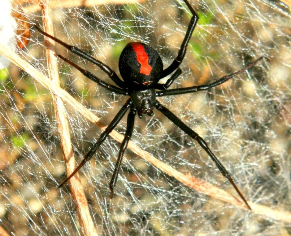 Стеатода черная паук