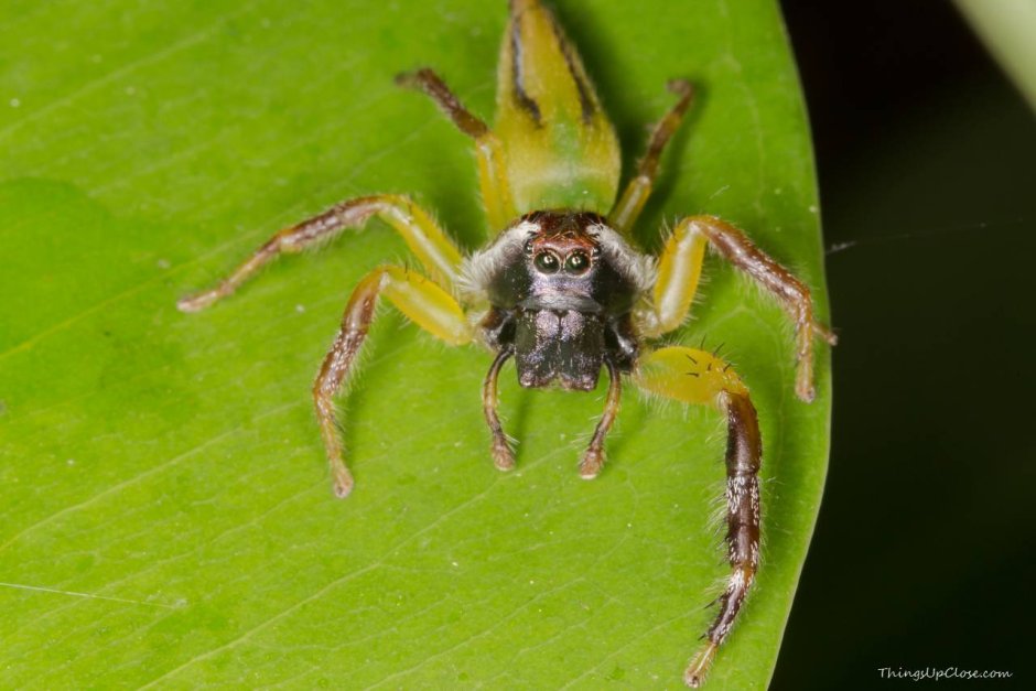 Фауна Австралии пауки