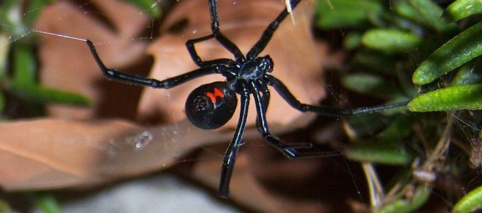 Каракурт в Подмосковье 2021