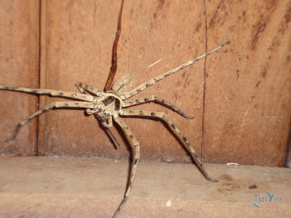 Тайский паук