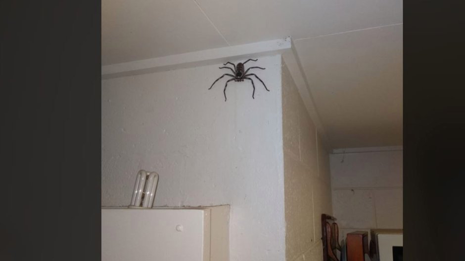 Большой паук на стене в комнате