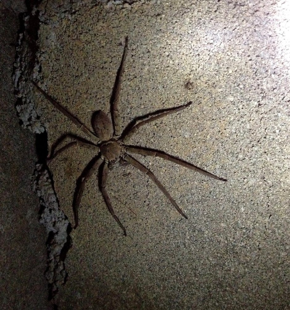 Краби пауки Тайланд