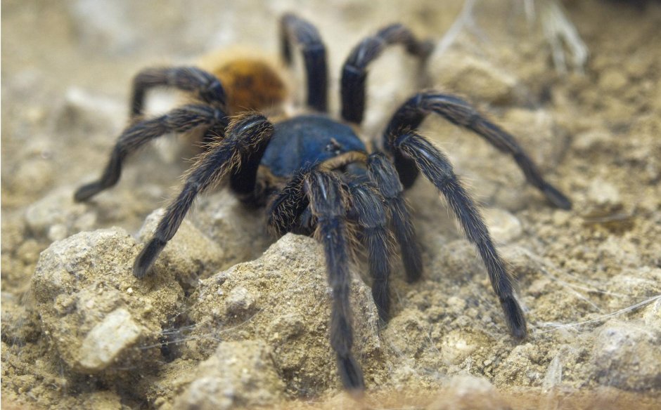 Тарантул паук ядовитый фото