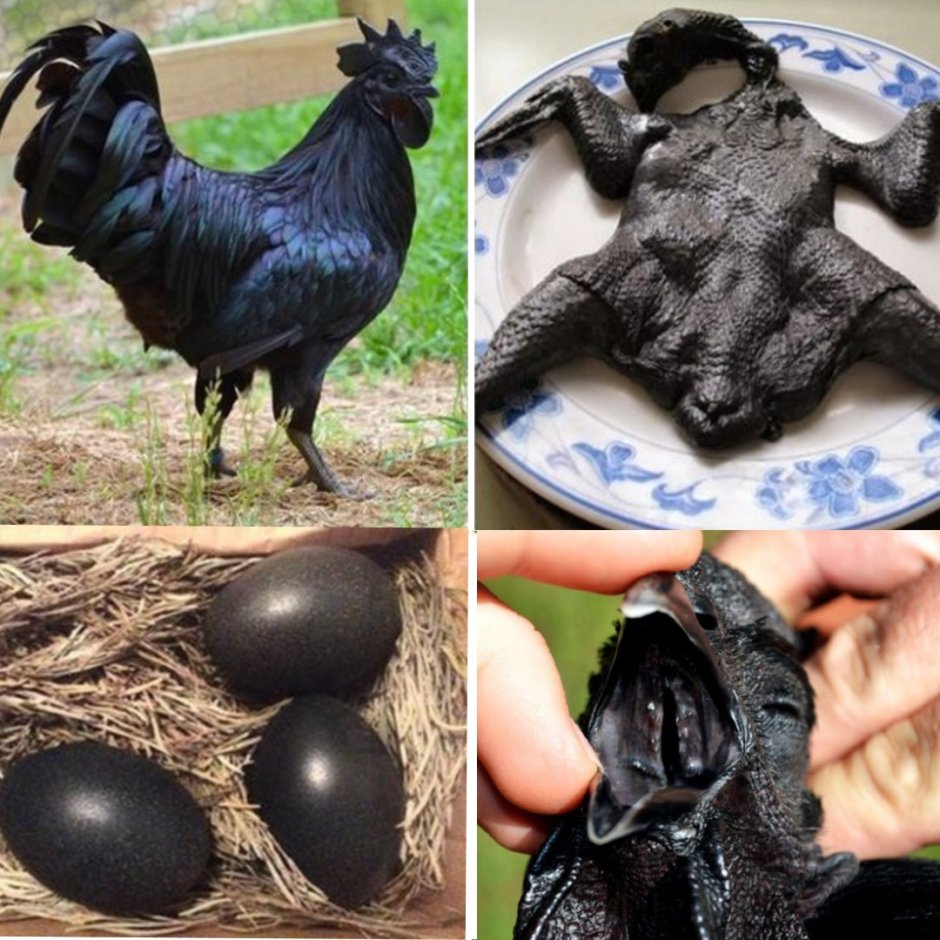 Аям Цемани цыплята