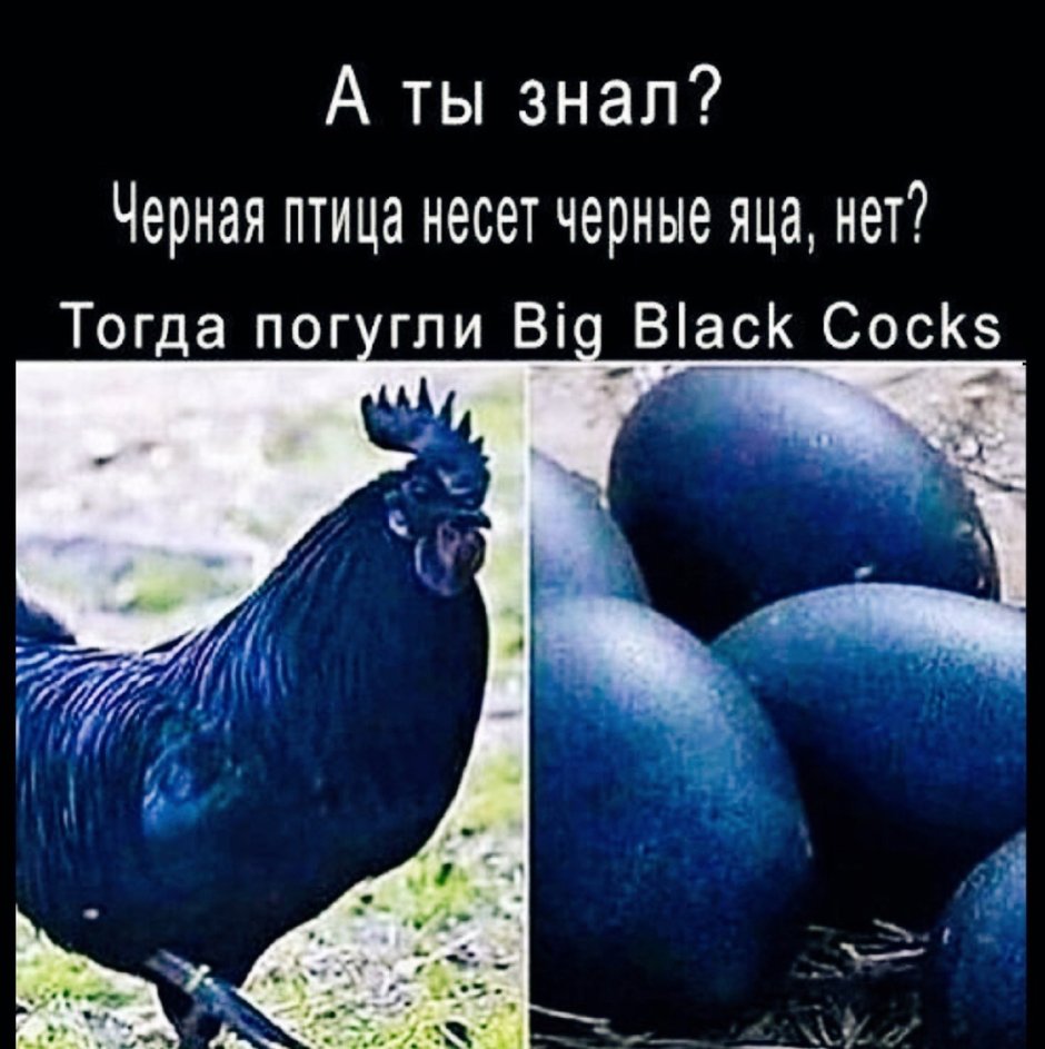 Чёрная курица несёт чёрные яйца Мем