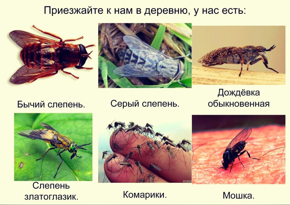 Приезжайте к нам в деревню у нас есть слепни