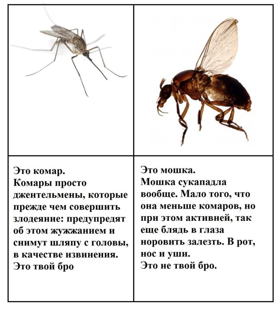 Муха мошка