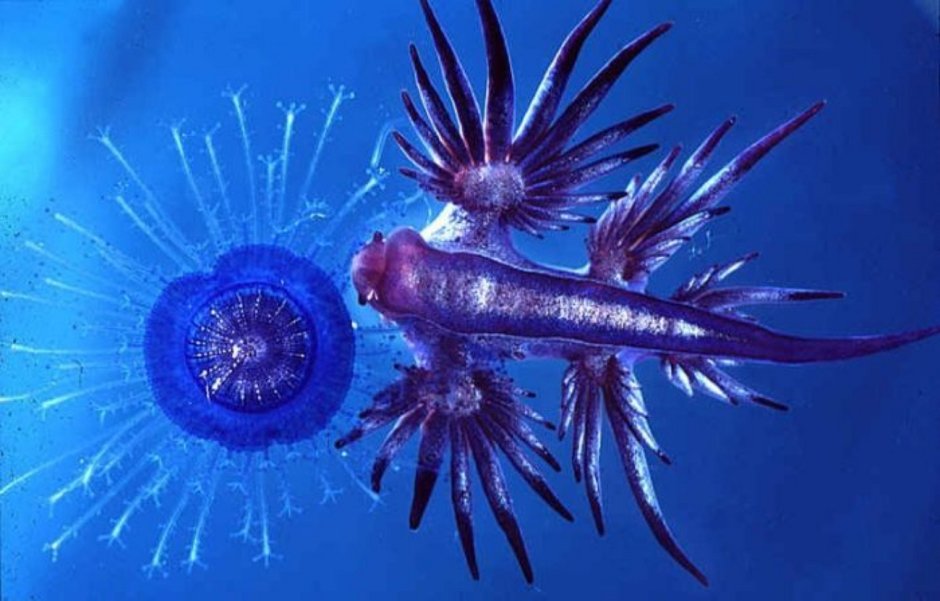 Glaucus marginatus