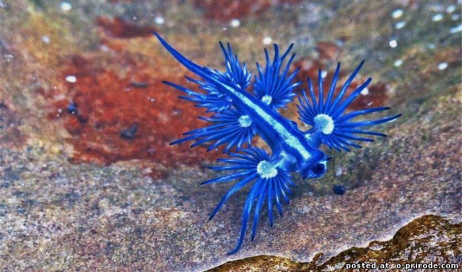 Blue Dragon Sea Slug