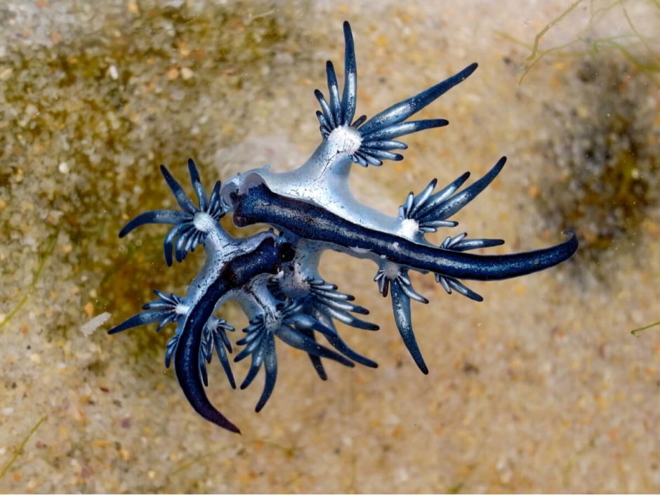 Голубой ангел (Glaucus Atlanticus)