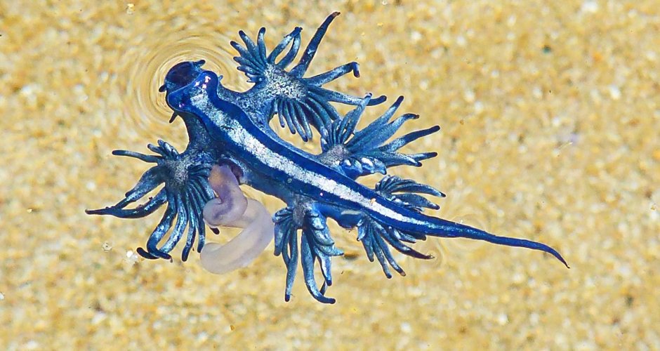 Glaucus Atlanticus голубой дракон