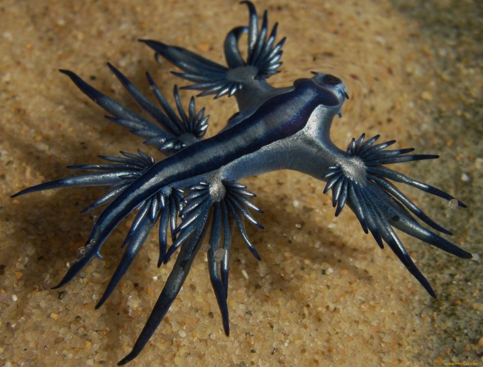Glaucus Atlanticus в 3d