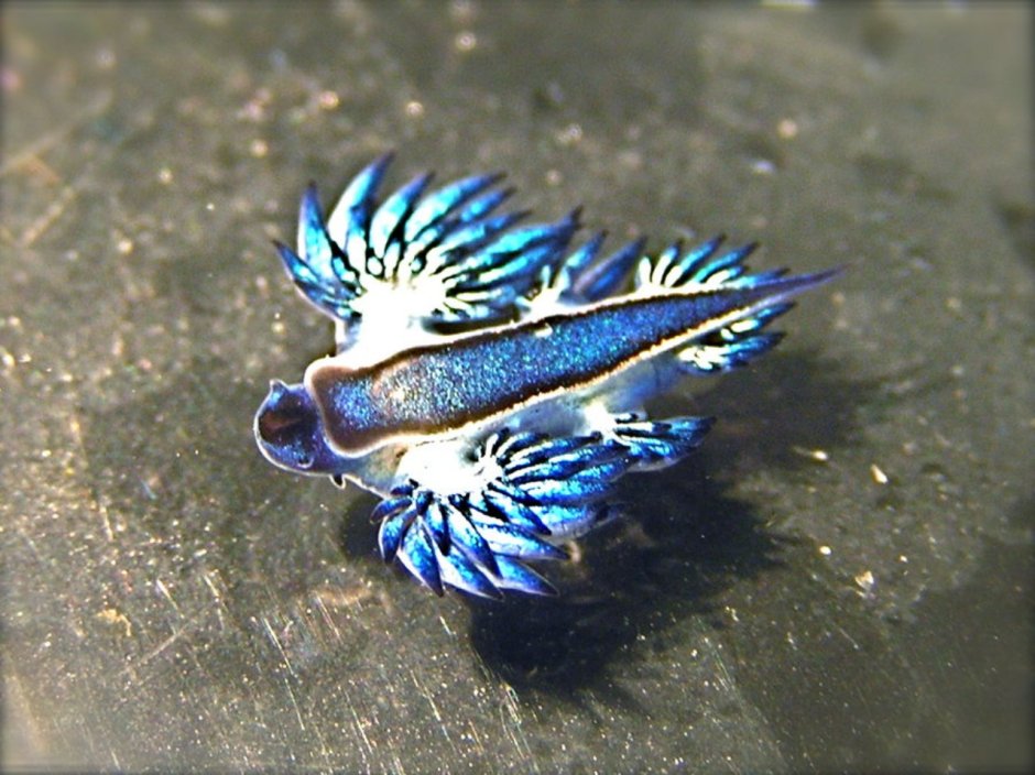 Glaucus Atlanticus Тип