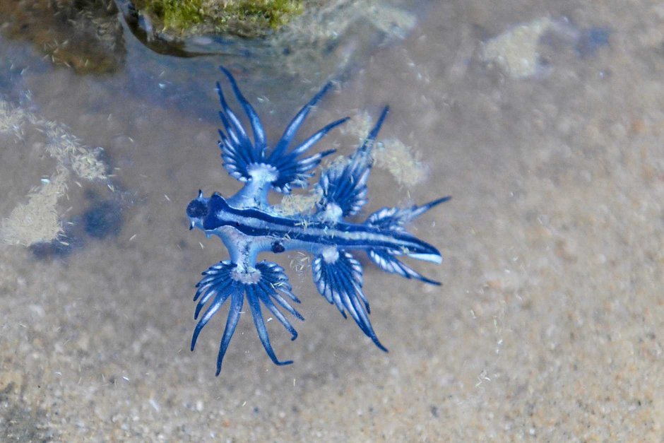 Голубой ангел (Glaucus Atlanticus)