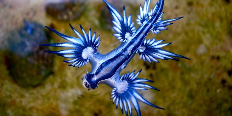 Glaucus Atlanticus синий дракон