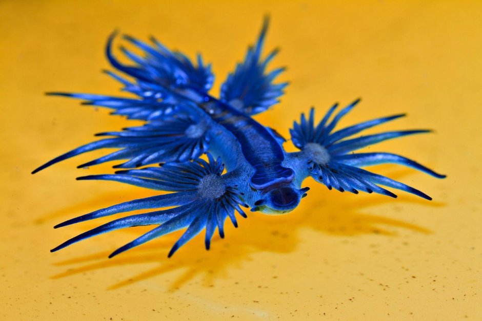 Glaucus marginatus