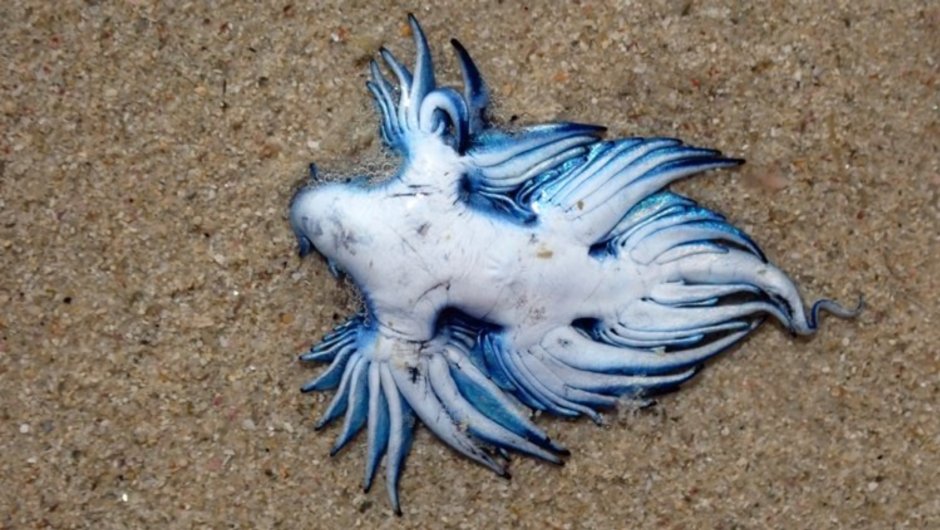 Голубой ангел (Glaucus Atlanticus)