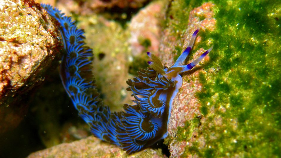 Flabellina iodinea