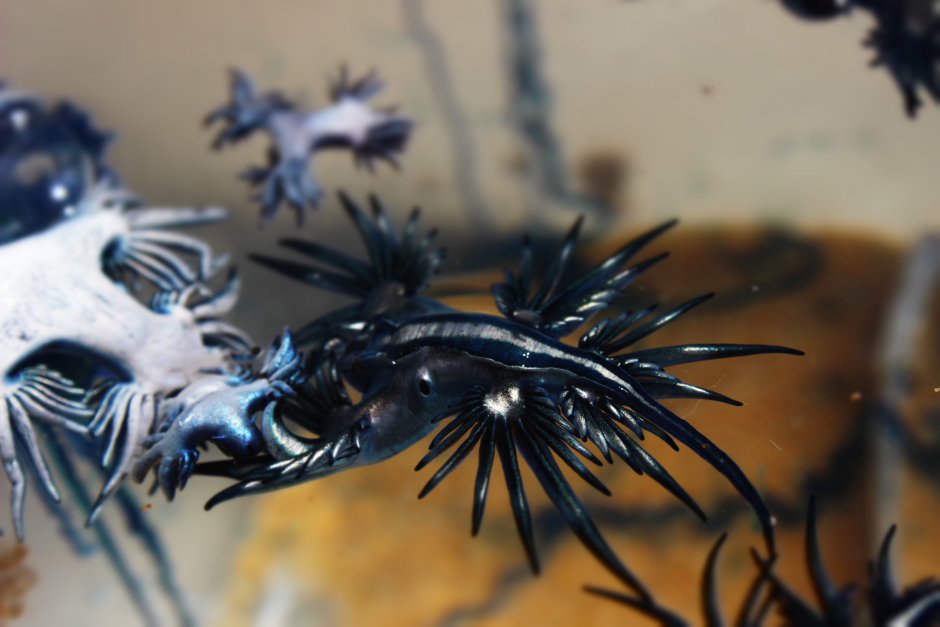 Glaucus Atlanticus строение