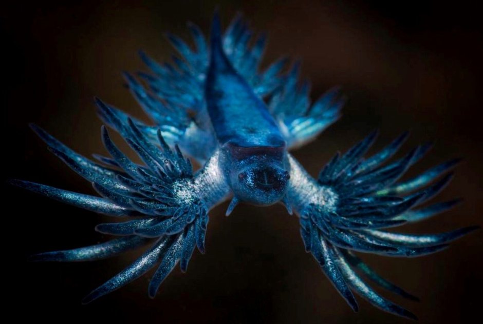 Nudibranch Blue Glaucus