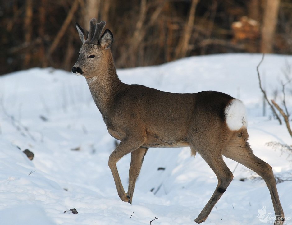 Косуля Сибирская (capreolus pygargus Pall.)