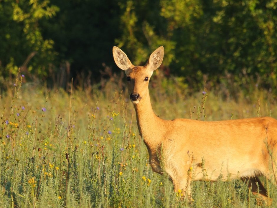 Сибирская косуля capreolus pygargus