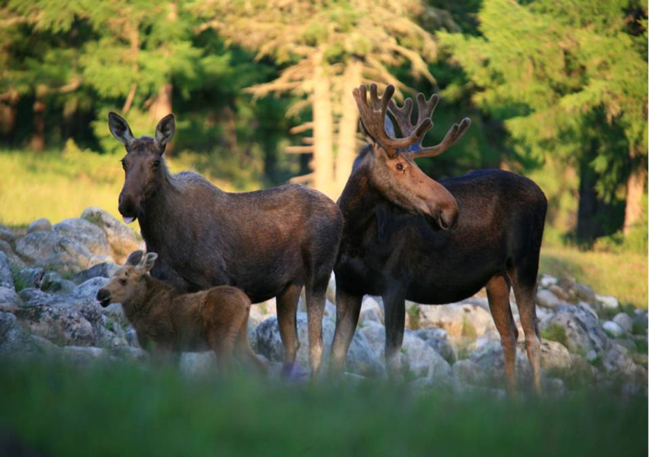 Косуля Сибирская (capreolus pygargus Pall.)