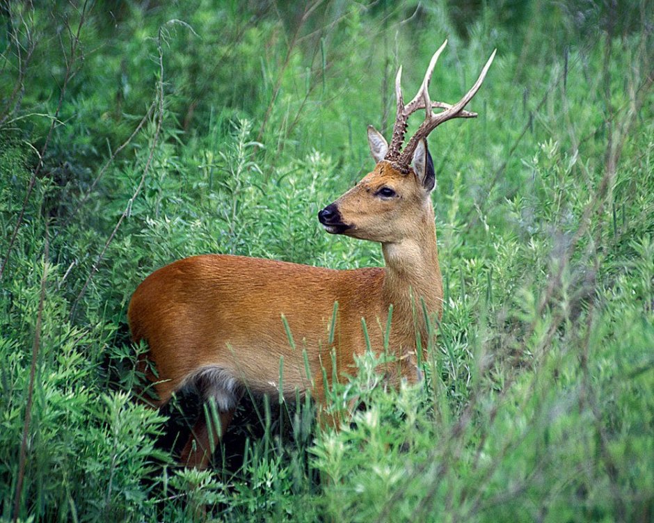 Сибирская косуля capreolus pygargus