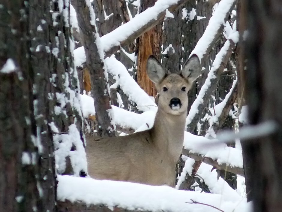 Европейская косуля (capreolus capreolus)