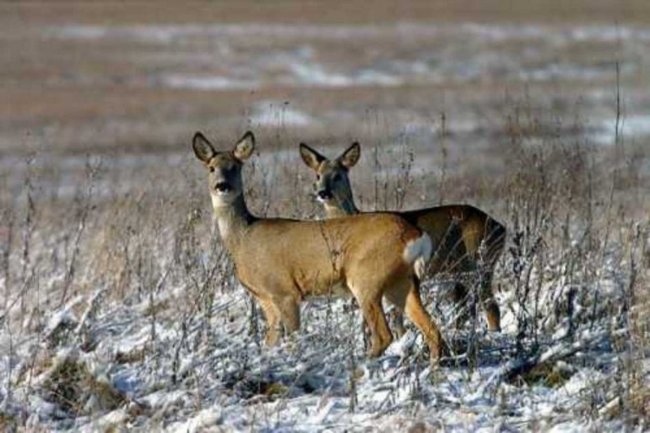 Косуля Сибирская (capreolus pygargus Pall.)