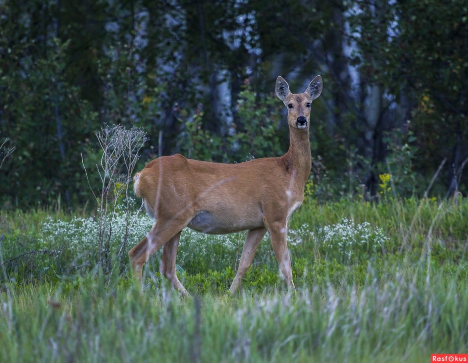 Марал Cervus elaphus