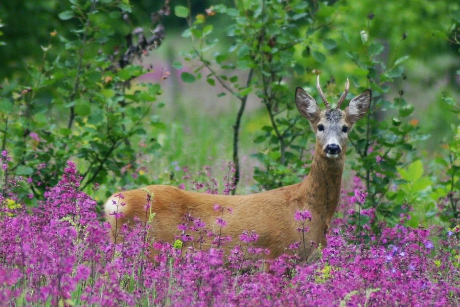 Сибирская косуля capreolus pygargus