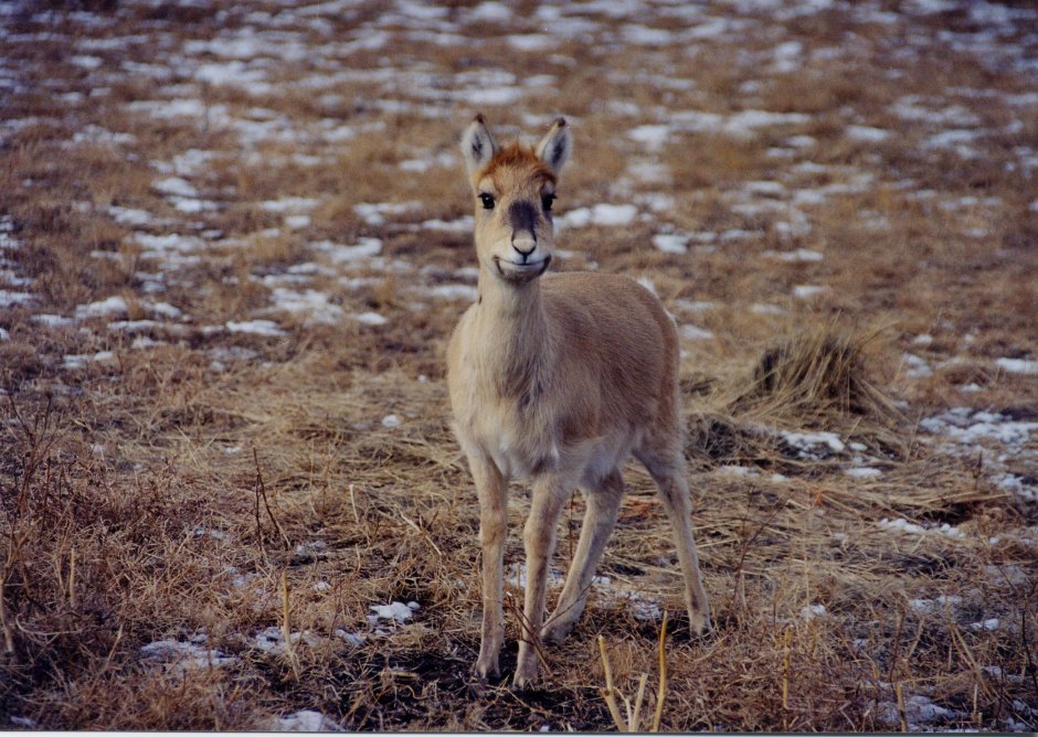 Косуля Якутская