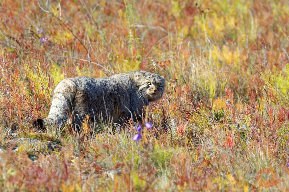 Кот Манул Забайкальского края
