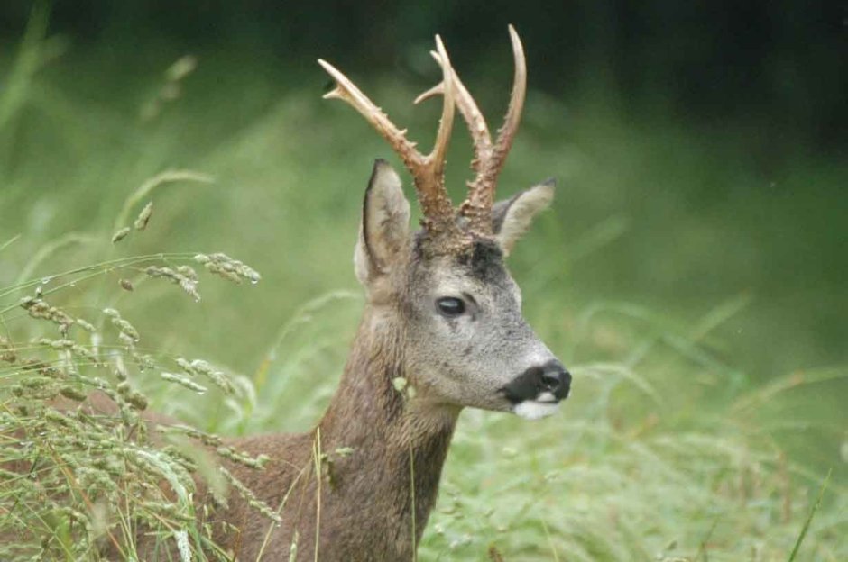 Сибирская косуля capreolus pygargus