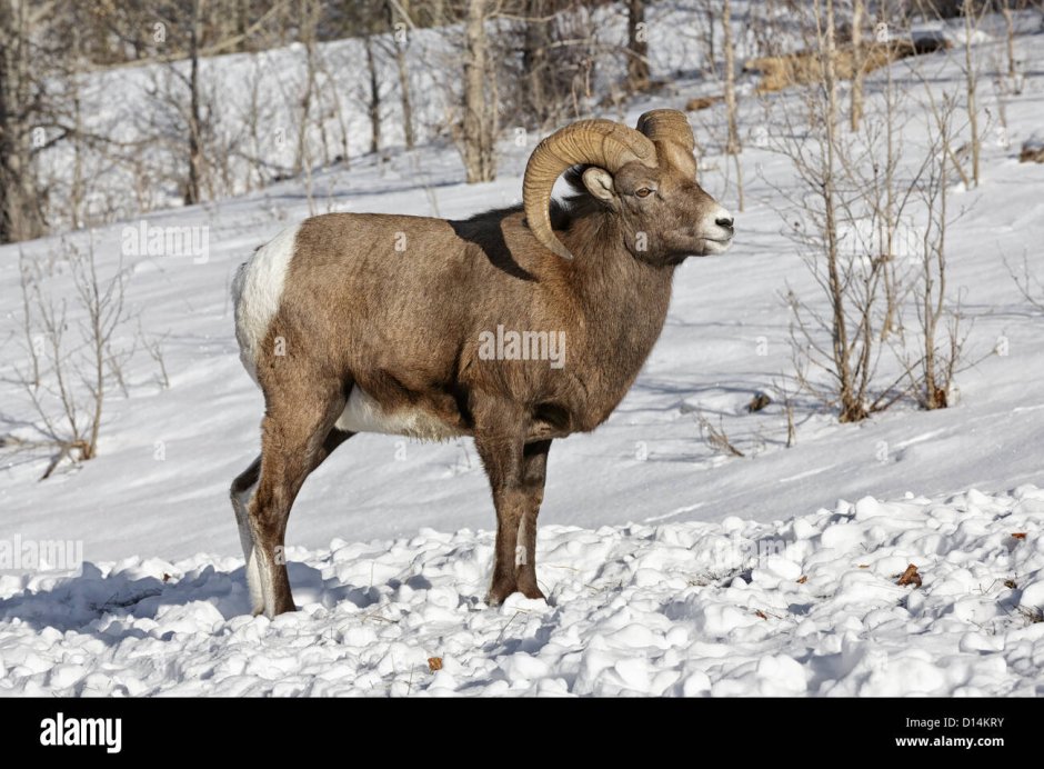 Байкальский заповедник косуля