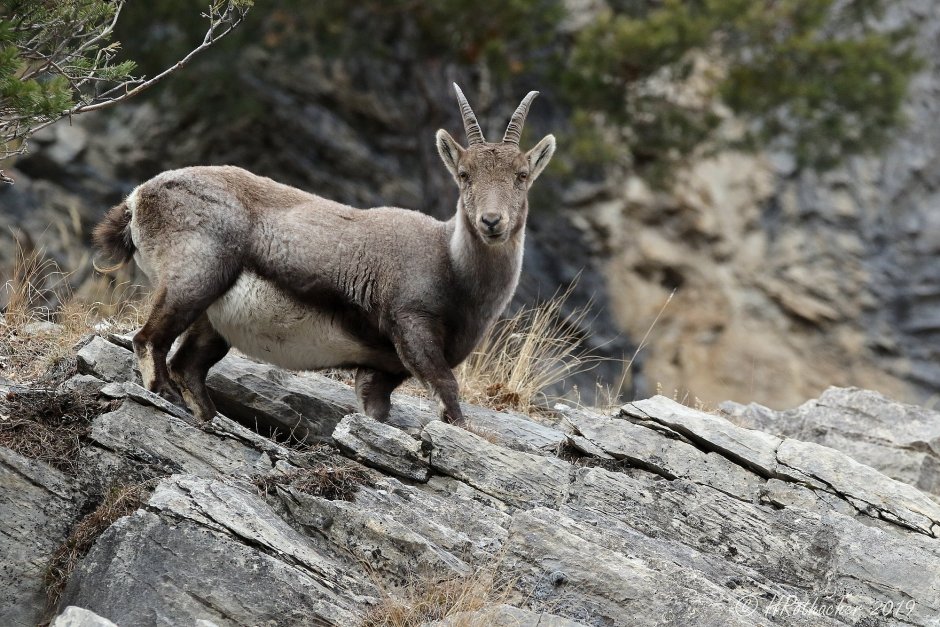 Европейская косуля (capreolus capreolus)