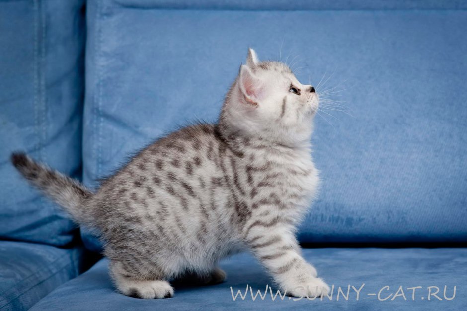 Британский кот вискас