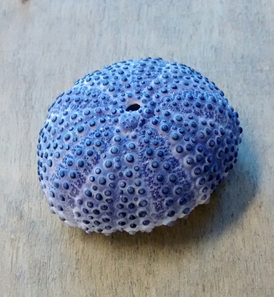 Морской Urchin Ракушка