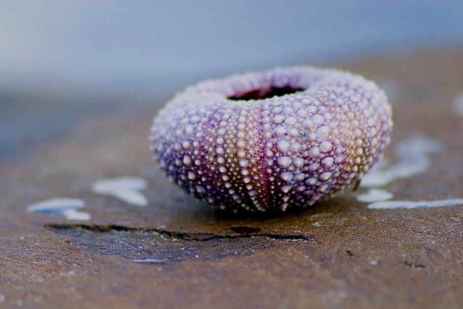 Urchin Shell