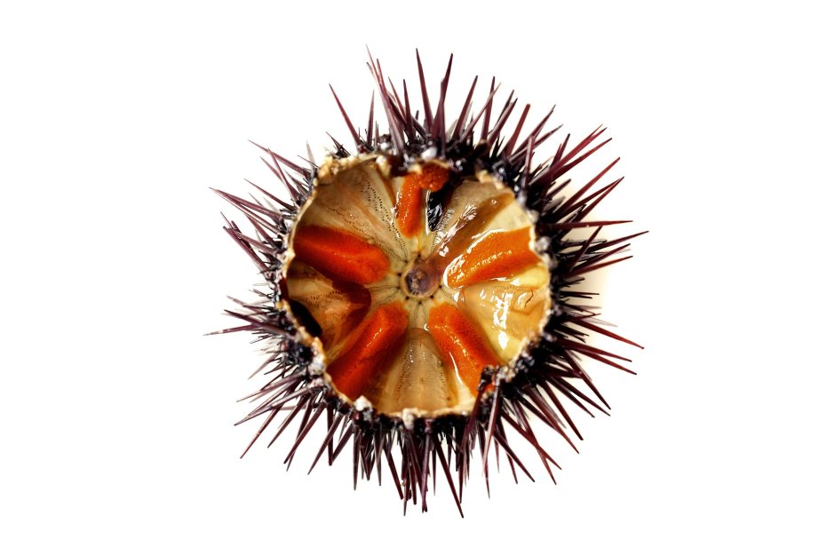 Sea Urchin