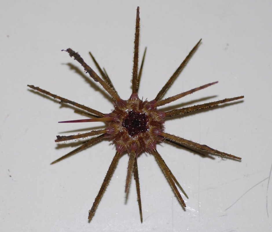 Морской Urchin Ракушка
