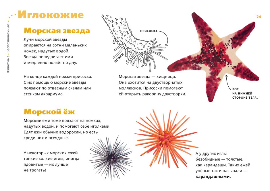 Игла морского ежа под микроскопом