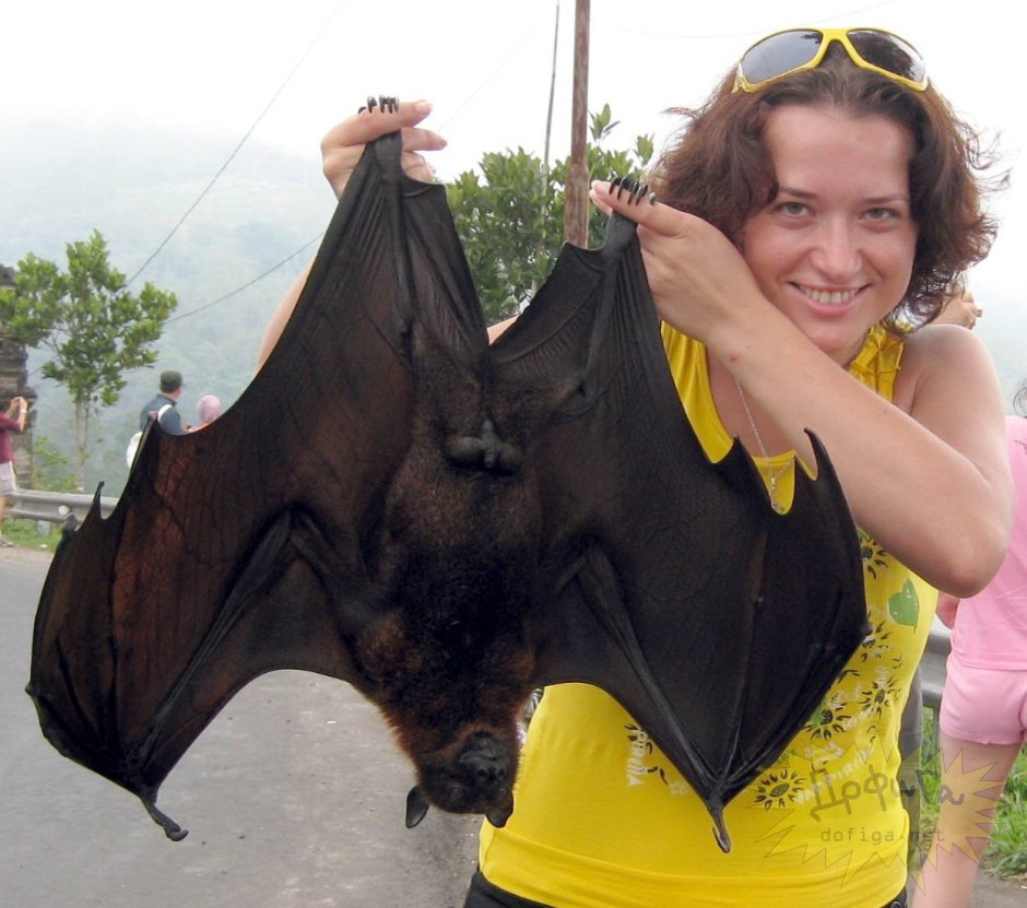 Pteropus Alecto