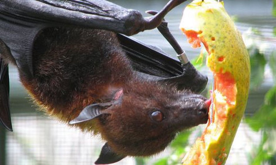 Bat example