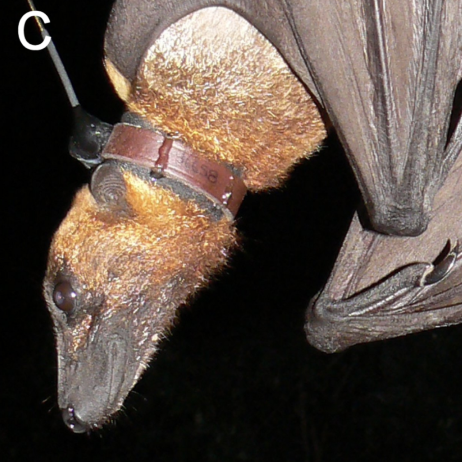 Giant Golden-crowned Flying Fox