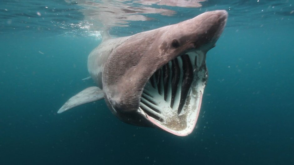 Гигантская акула Cetorhinus Maximus